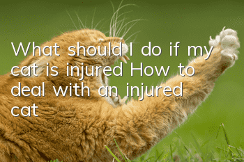 What should I do if my cat is injured? How to deal with an injured cat!