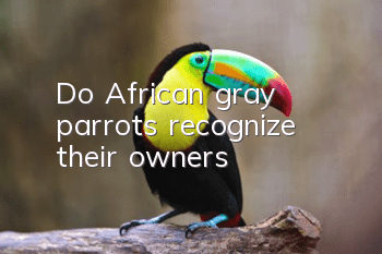 Do African gray parrots recognize their owners?