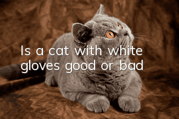 Is a cat with white gloves good or bad?