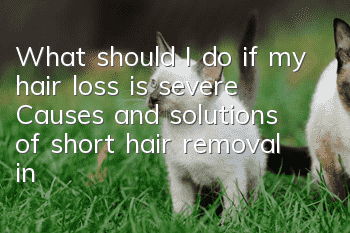 What should I do if my hair loss is severe? Causes and solutions of short hair removal in the United States!