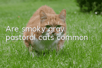 Are smoky gray pastoral cats common?