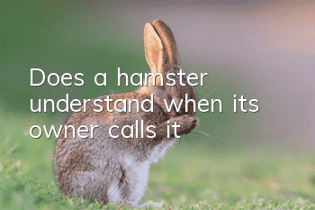 Does a hamster understand when its owner calls it?