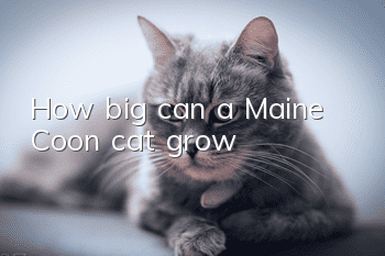 How big can a Maine Coon cat grow?