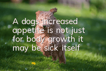 A dog's increased appetite is not just for body growth, it may be sick itself!