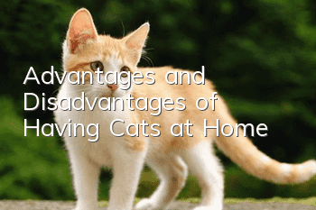 Advantages and Disadvantages of Having Cats at Home