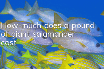 How much does a pound of giant salamander cost?