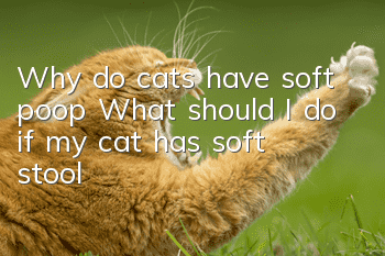 Why do cats have soft poop? What should I do if my cat has soft stool?