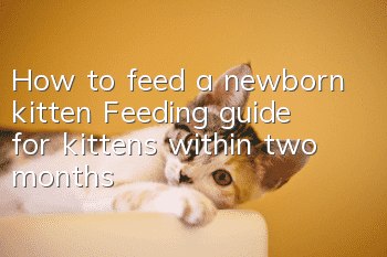 How to feed a newborn kitten? Feeding guide for kittens within two months