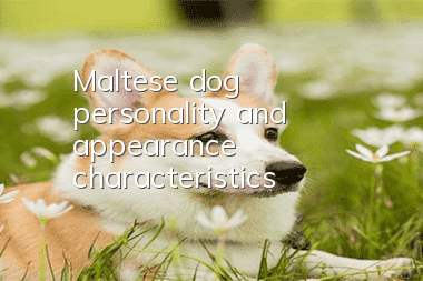 Maltese dog personality and appearance characteristics