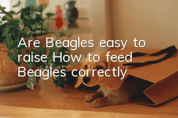 Are Beagles easy to raise? How to feed Beagles correctly?