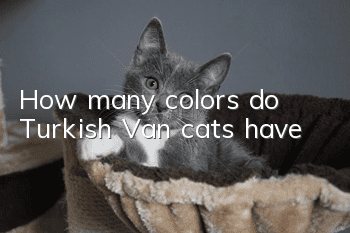 How many colors do Turkish Van cats have?