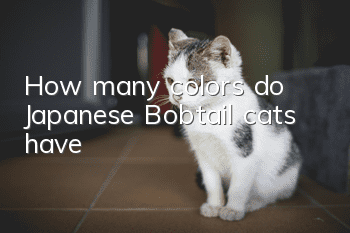 How many colors do Japanese Bobtail cats have?