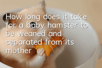 How long does it take for a baby hamster to be weaned and separated from its mother?