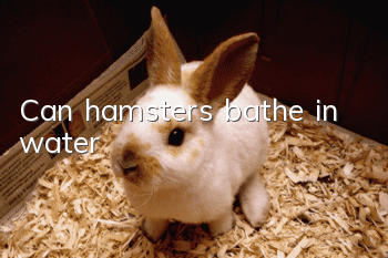 Can hamsters bathe in water?
