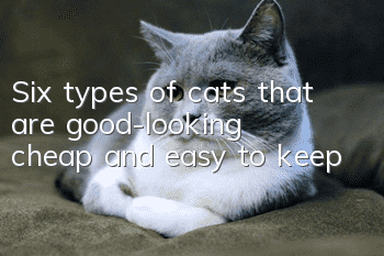 Six types of cats that are good-looking, cheap and easy to keep
