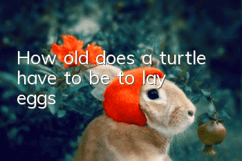 How old does a turtle have to be to lay eggs?