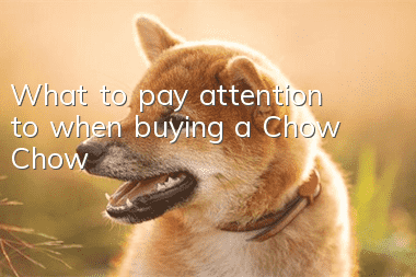 What to pay attention to when buying a Chow Chow