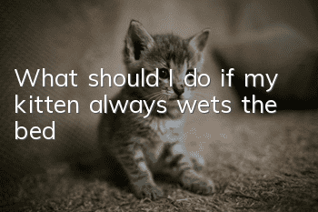 What should I do if my kitten always wets the bed?