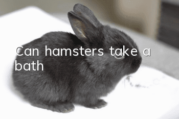 Can hamsters take a bath?
