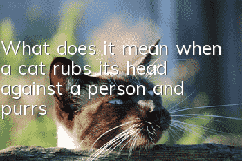 What does it mean when a cat rubs its head against a person and purrs?