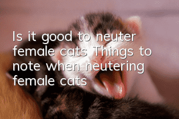 Is it good to neuter female cats? Things to note when neutering female cats!