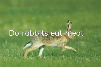 Do rabbits eat meat?