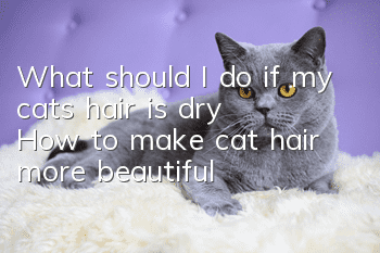 What should I do if my cat’s hair is dry? How to make cat hair more beautiful?