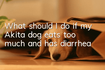 What should I do if my Akita dog eats too much and has diarrhea?