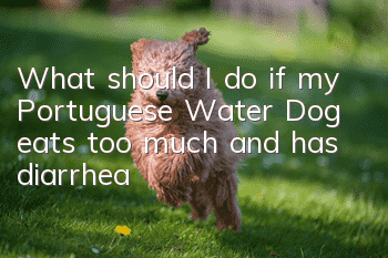 What should I do if my Portuguese Water Dog eats too much and has diarrhea?