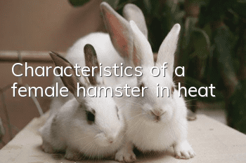 Characteristics of a female hamster in heat