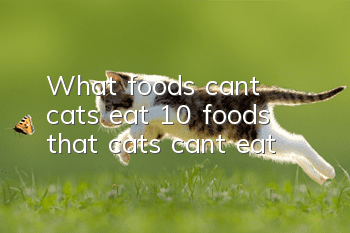 What foods can’t cats eat? 10 foods that cats can’t eat