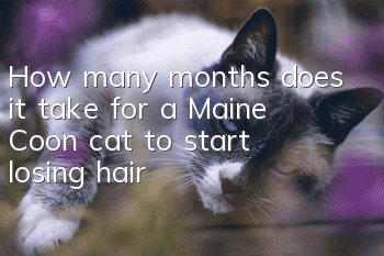 How many months does it take for a Maine Coon cat to start losing hair?