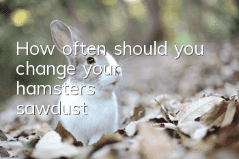 How often should you change your hamster's sawdust?