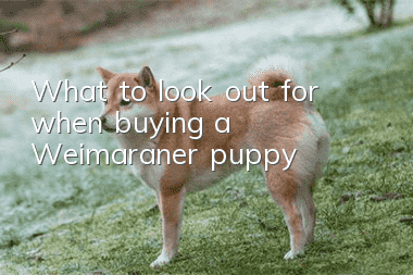 What to look out for when buying a Weimaraner puppy