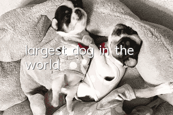 largest dog in the world