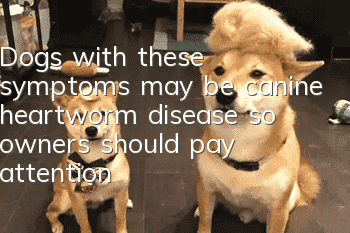 Dogs with these symptoms may be canine heartworm disease, so owners should pay attention!