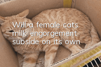 Will a female cat’s milk engorgement subside on its own?
