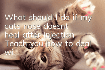 What should I do if my cat’s nose doesn’t heal after injection? Teach you how to deal with cat nasal branch!