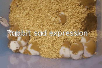 Rabbit sad expression