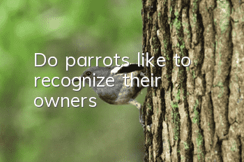 Do parrots like to recognize their owners?