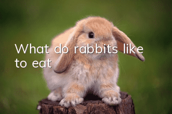 What do rabbits like to eat?