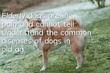 Elderly dogs are in pain and cannot tell! Understand the common diseases of dogs in old age and help them live a happy old age