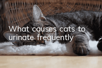 What causes cats to urinate frequently?