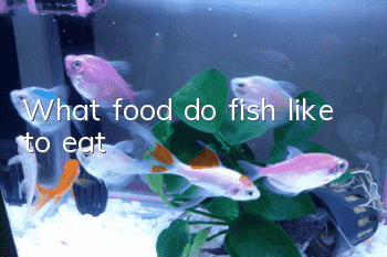 What food do fish like to eat?
