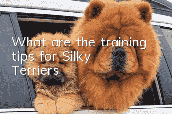 What are the training tips for Silky Terriers?