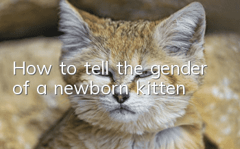 How to tell the gender of a newborn kitten?