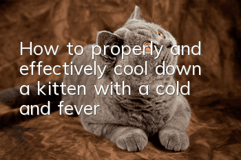 How to properly and effectively cool down a kitten with a cold and fever?