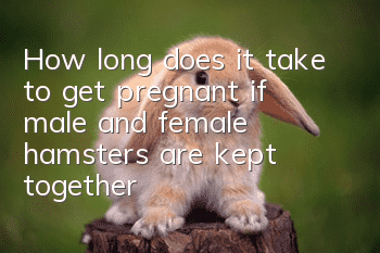 How long does it take to get pregnant if male and female hamsters are kept together?