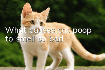 What causes cat poop to smell so bad?