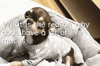 What is the reason why dogs have a lot of eye mucus?